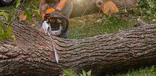 Best Tree Trimming and Pruning  in Rainelle, WV