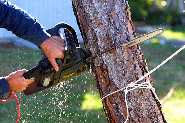 Best Tree Maintenance Programs  in Rainelle, WV